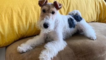 14 Lovely Things About Wire Fox Terriers PetPress
