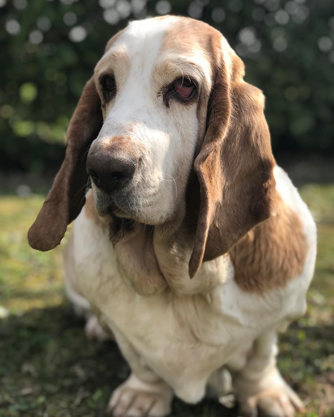 Basset hound lick