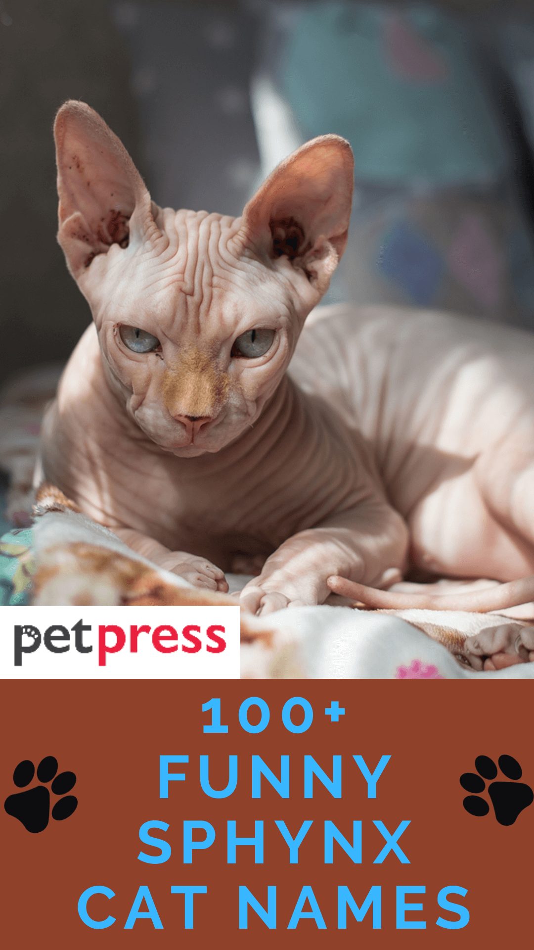 100-funny-and-hilarious-sphynx-cat-names-for-male-and-female-kittens