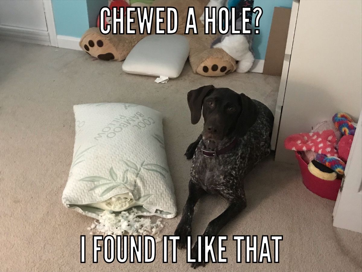 The 15 Funniest German Shorthaired Pointer Memes | Page 2 of 3 | PetPress