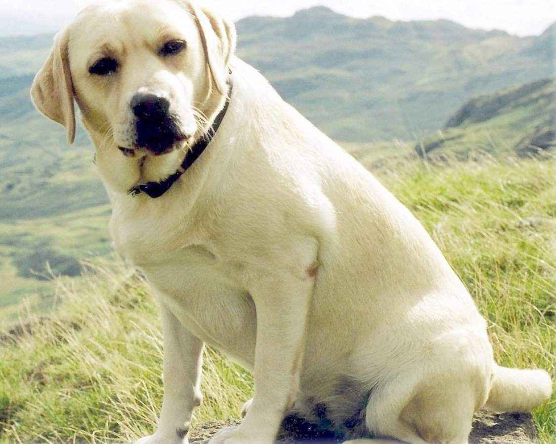 top-14-characteristics-of-labrador-retrievers-petpress