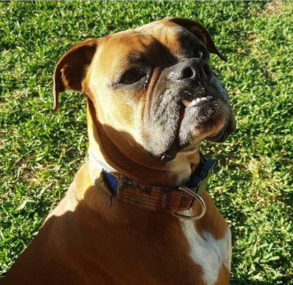 15 Character Traits Of a Boxer Dog | Page 2 of 3 | PetPress
