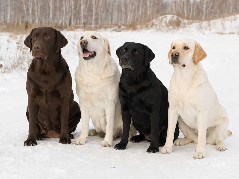 A Full-Sized Adult Labrador Retriever