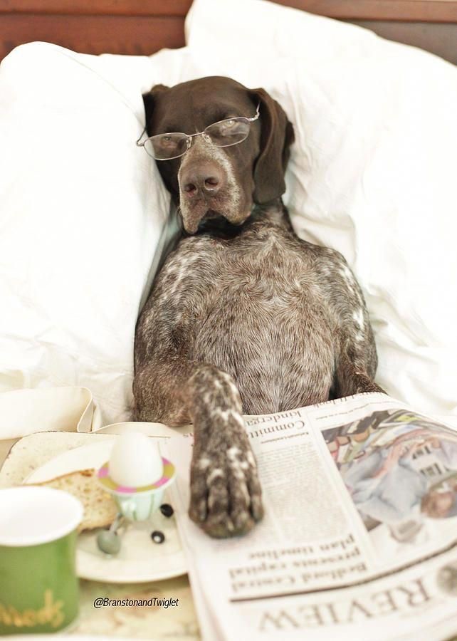 The 15 Funniest German Shorthaired Pointer Memes | PetPress
