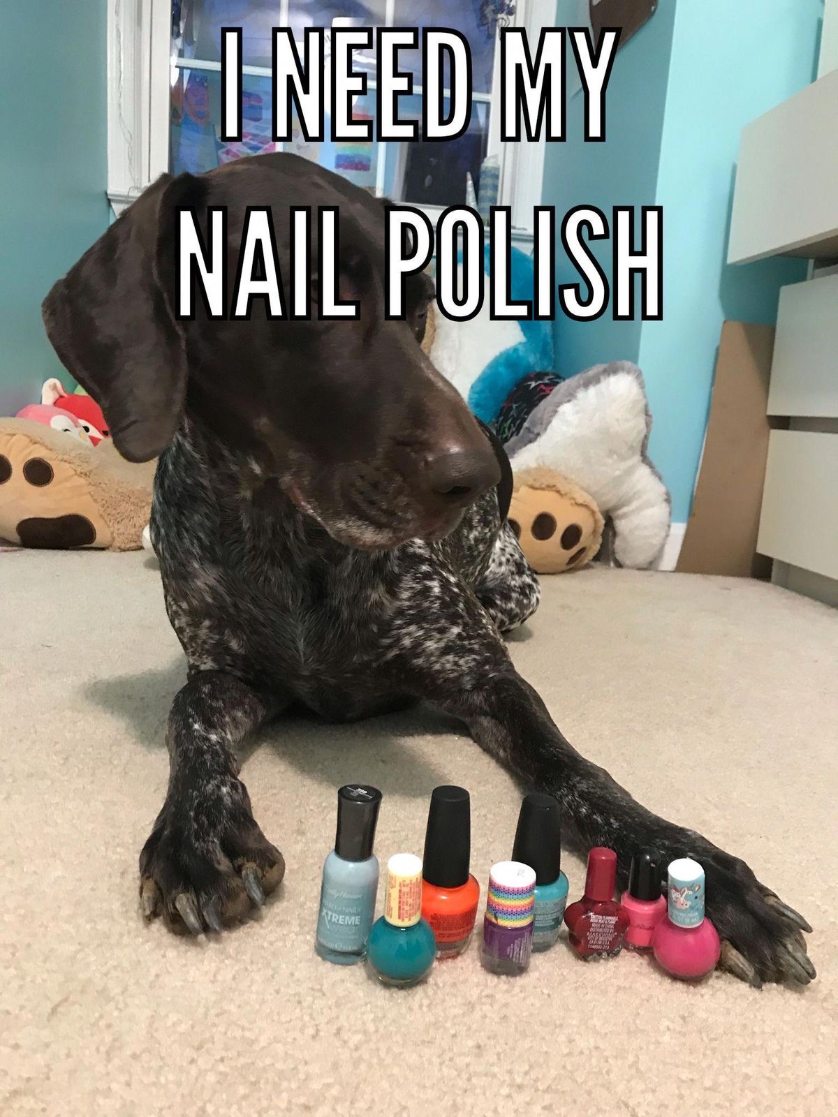 The 15 Funniest German Shorthaired Pointer Memes | Page 2 of 3 | PetPress