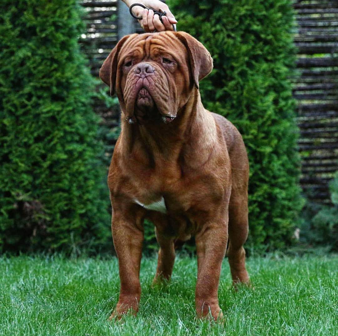 8 Largest Dog Breeds In The World PetPress