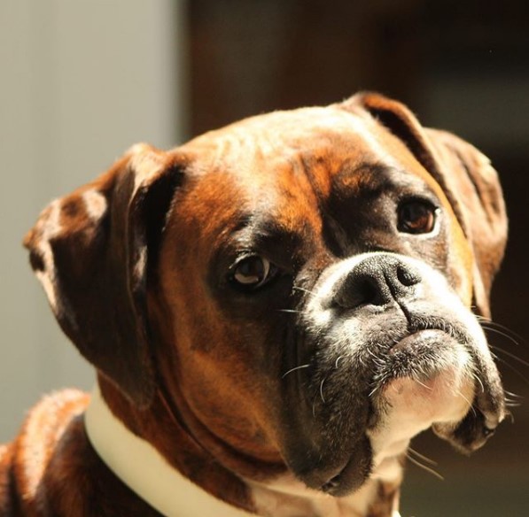 traits of a boxer dog breed