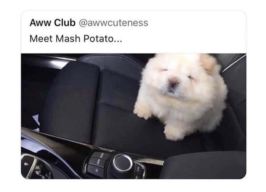 The 15 Funniest Chow Chow Memes | PetPress