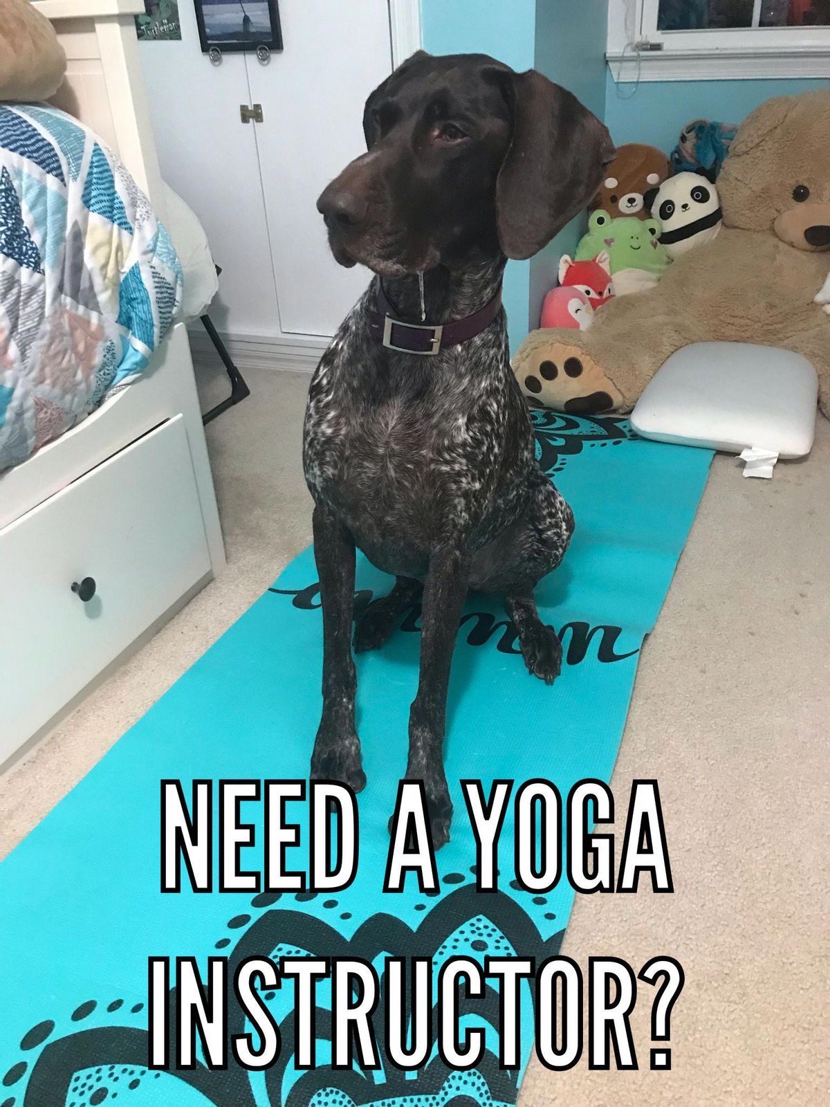 The 15 Funniest German Shorthaired Pointer Memes | Page 2 of 3 | PetPress