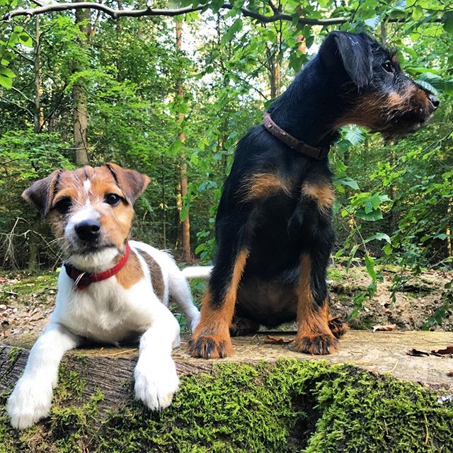 14 Things You Need to Know About the Jagdterrier | PetPress