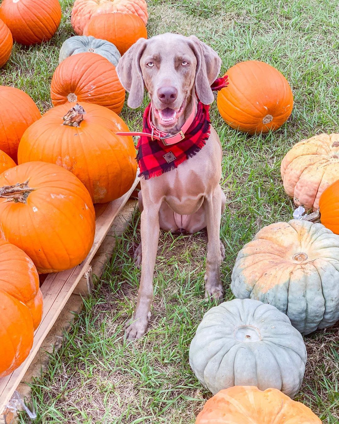 Weimaraner Dogs Are Friendly And Outgoing PetPress