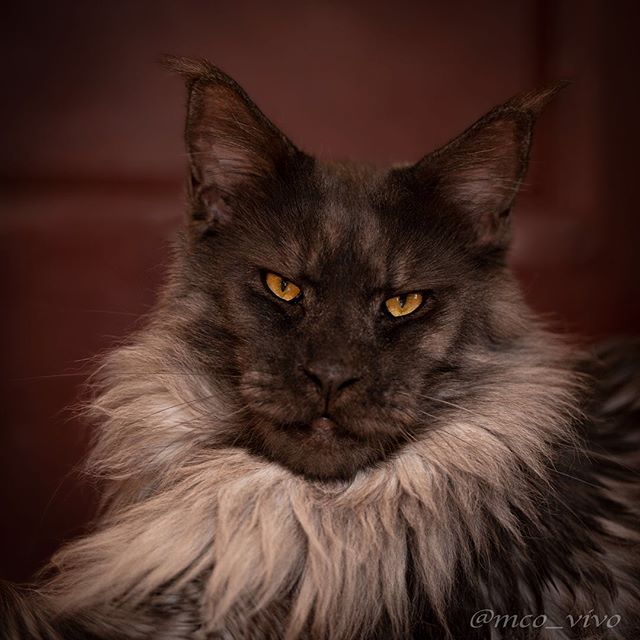 15 Facts About Maine Coon Cats You Need to Know | PetPress