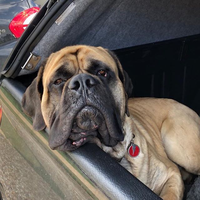 14 Fun Facts About the Big English Mastiffs | Page 3 of 3 | PetPress