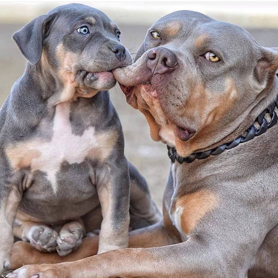 14 Terribly Interesting Facts About Pit Bulls PetPress