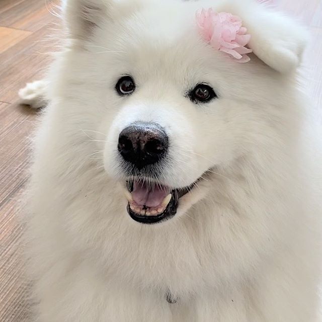 14 Interesting Facts About the Samoyed | PetPress