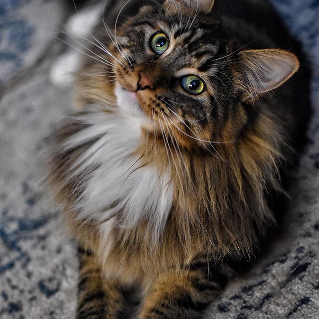 15 Facts About Maine Coon Cats You Need to Know | Page 2 of 3 | PetPress