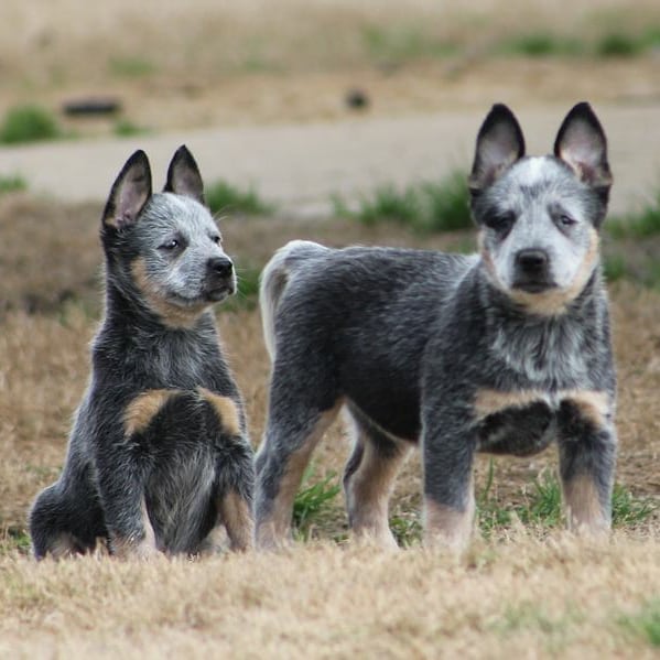 14 Truly Interesting Facts About Australian Cattle Dogs | PetPress