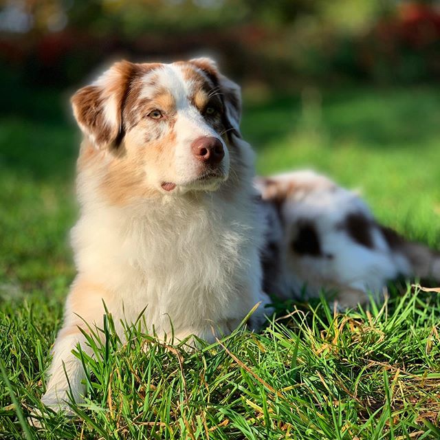 14-interesting-facts-about-australian-shepherds-you-probably-didn-t