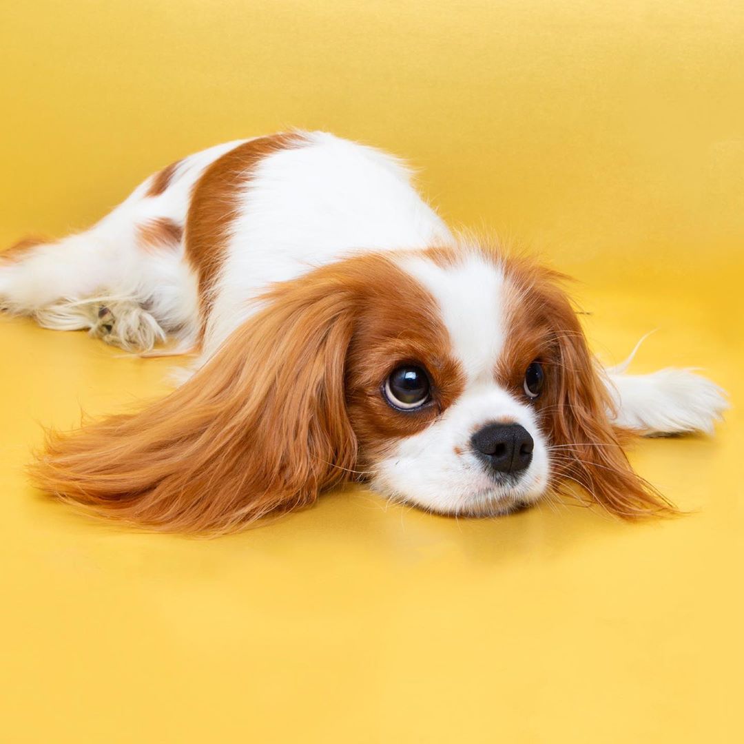 royal king charles cavalier - cavaliers king charles en refuge