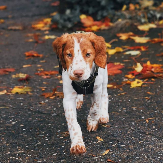 brittany dog shirt