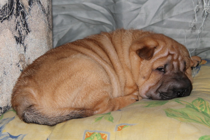 15 Wrinkly Facts About the Shar-Pei | Page 2 of 3 | PetPress