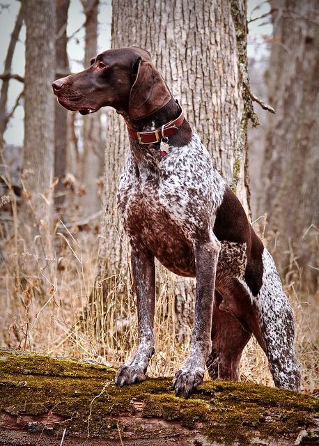 14 Things Only German Shorthaired Pointer Owners Understand | Page 2 of ...