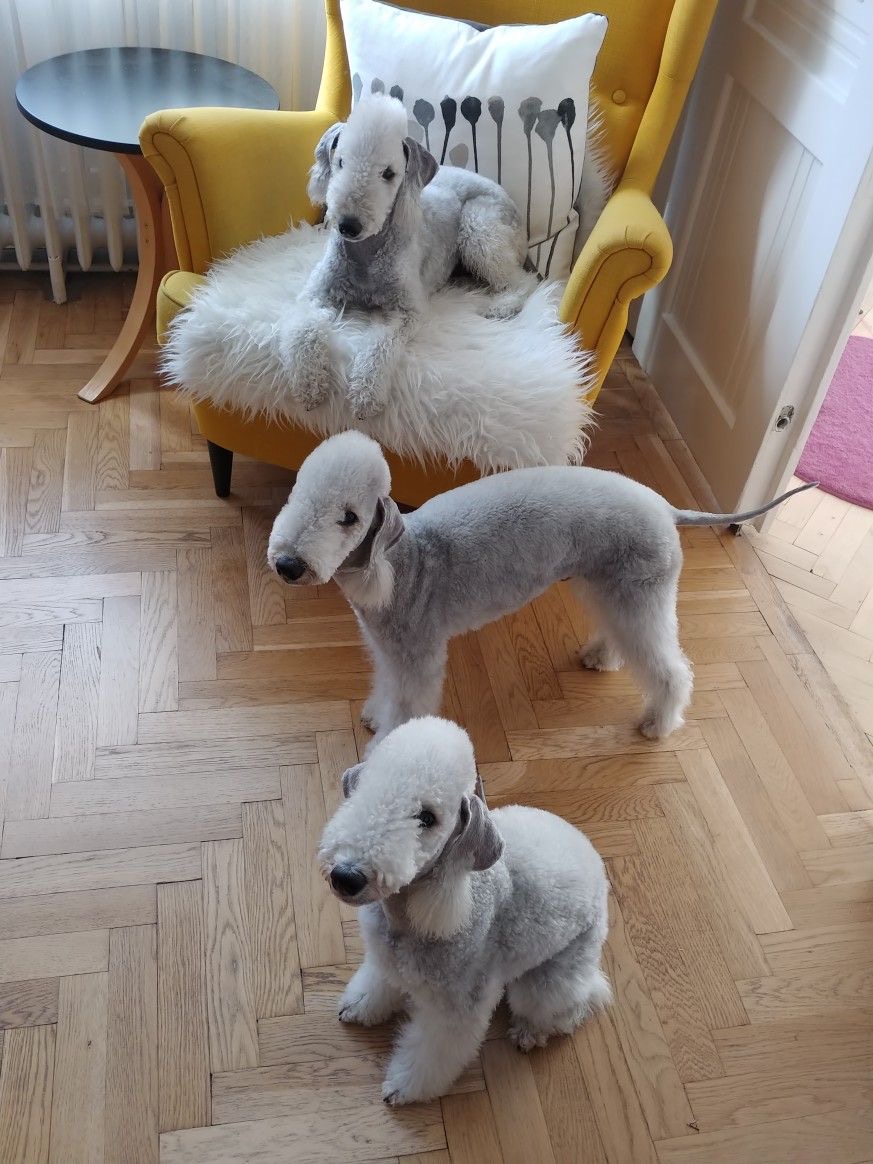 bedlington terrier stuffed animal