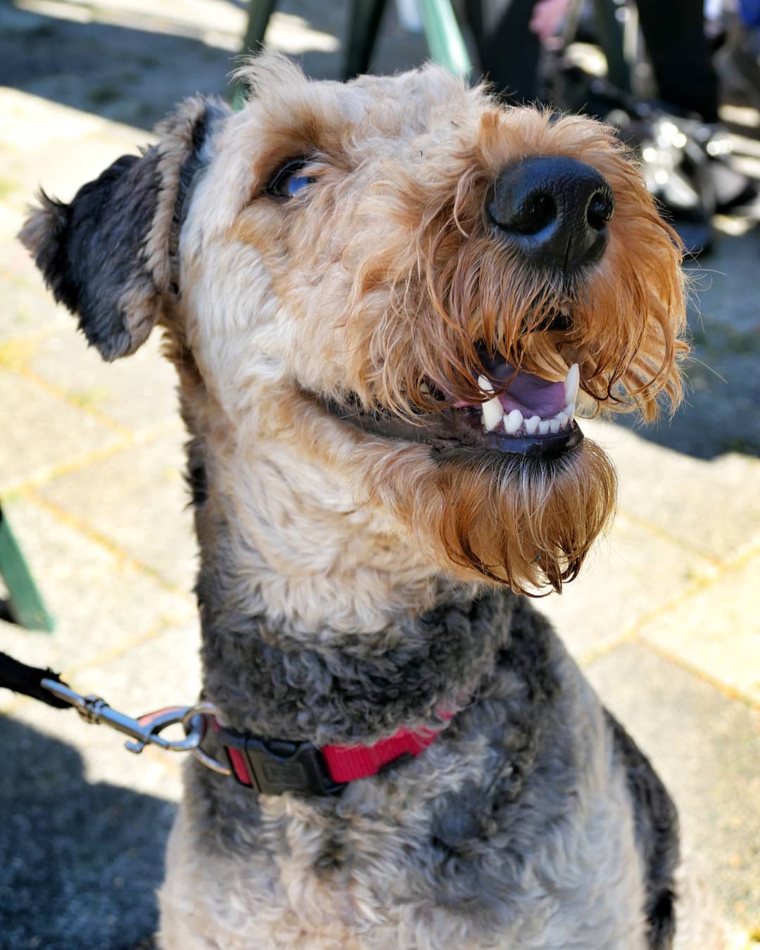 14 Things Airedale Terriers Love Doing | Page 3 of 4 ...