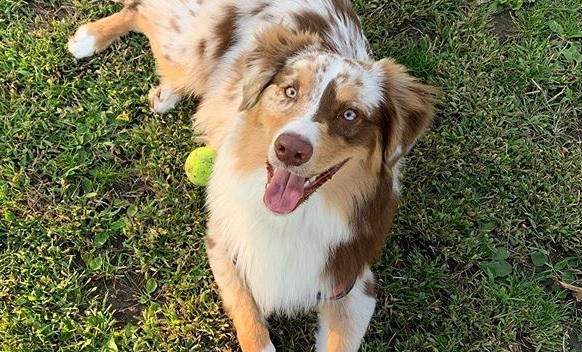 14 interesting facts about australian shepherds you probably didn t 