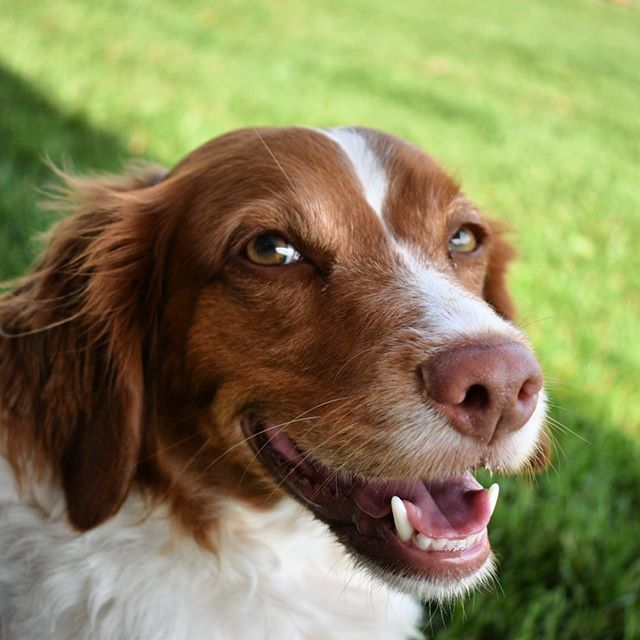 14 Amazing Facts About Brittany Spaniels You Probably Didn't Know | Page 3 of 3 | PetPress