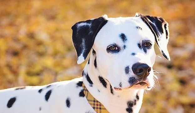14 Weird And Fun Facts About Dalmatians PetPress