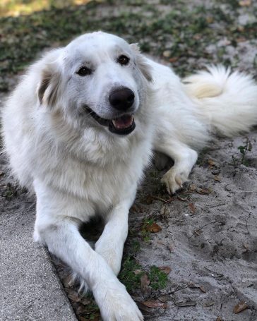 14 Big Facts About Giant Great Pyrenees Dogs | PetPress