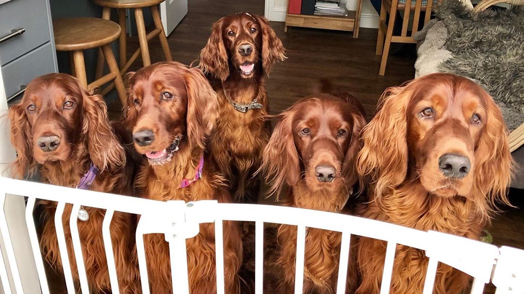 irish setter 893