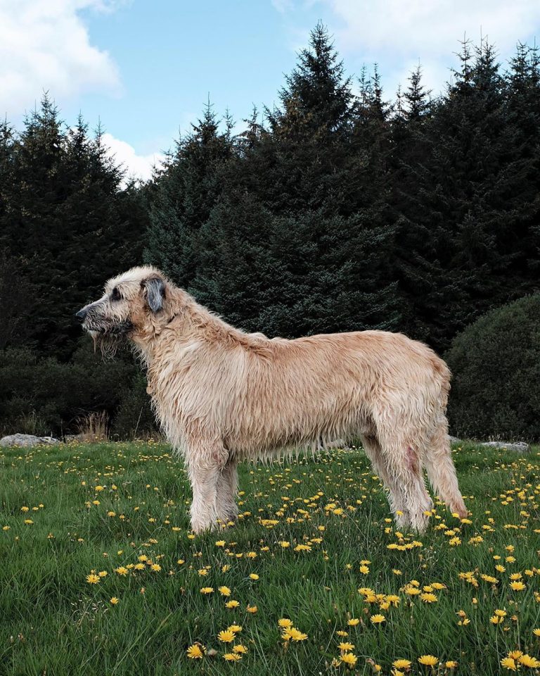 14 Big Facts About Giant Irish Wolfhounds | PetPress