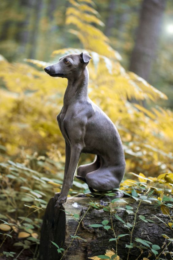 16 Nutrition Tips For Your Italian Greyhound | Page 2 of 3 ...