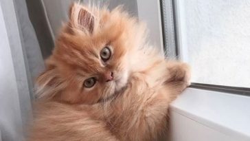 Persian Cat