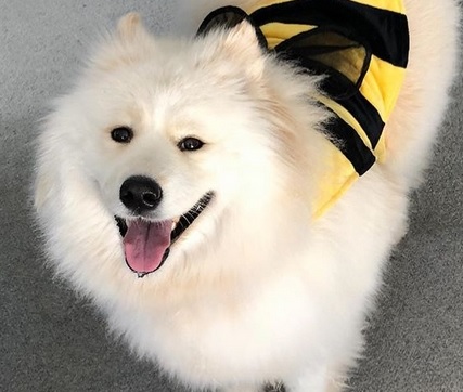 samoyed costume for human