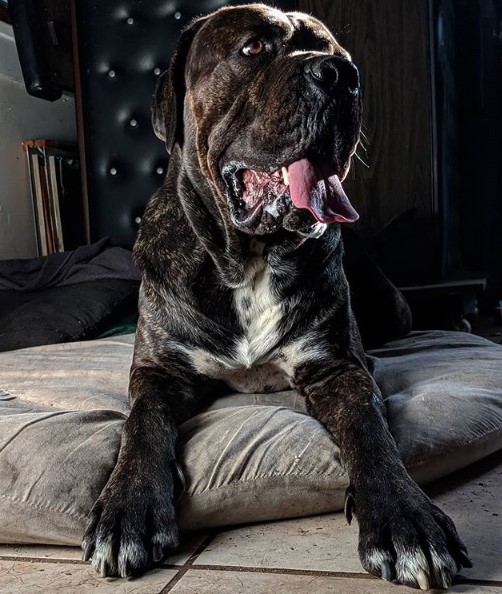 14 Main Characteristics Of The Cane Corso | PetPress