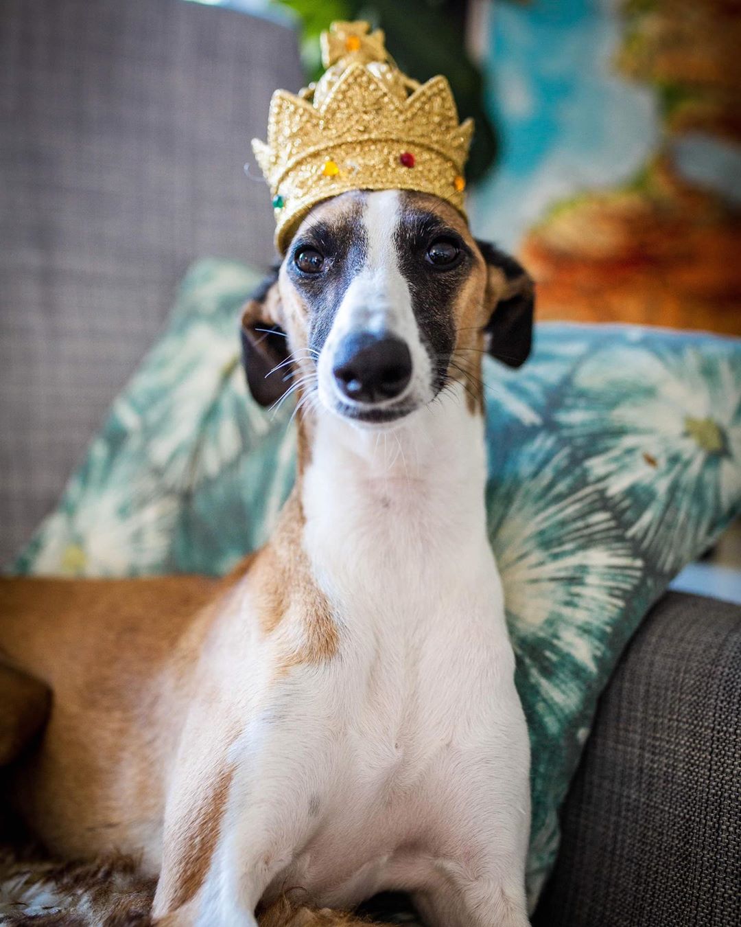 14 Adorable And Funny Facts About Whippets | PetPress