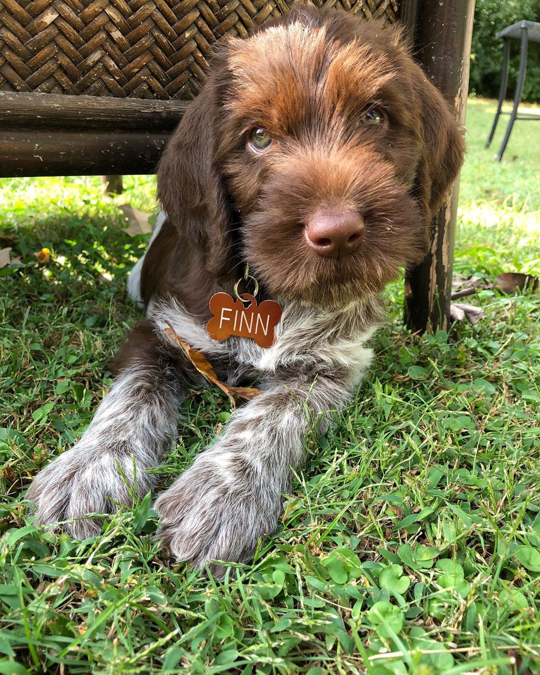 14 Reasons To Adore Wirehaired Pointing Griffons PetPress   Wirehaired Pointing Griffon 1 