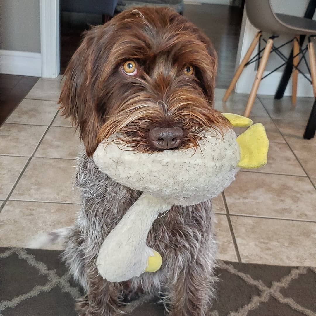 wirehaired pointing griffon stuffed animal