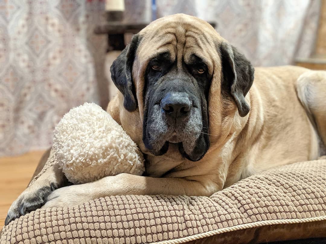 14 Huge Facts About Wonderful English Mastiffs | Page 3 of 4 | PetPress