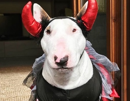 bull terrier halloween