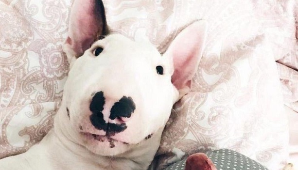 14 Great Facts About Bull Terriers - PetPress