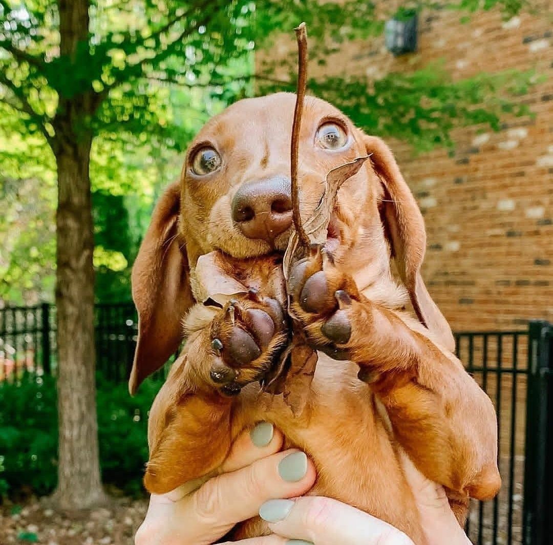 14 Pictures Proving That Dachshund Is The Cutest Dog In The World