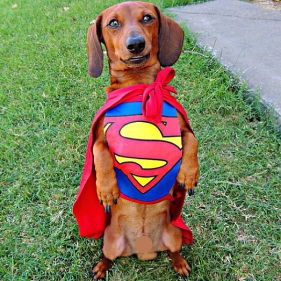 15 Funny Costumes For Dachshunds  PetPress