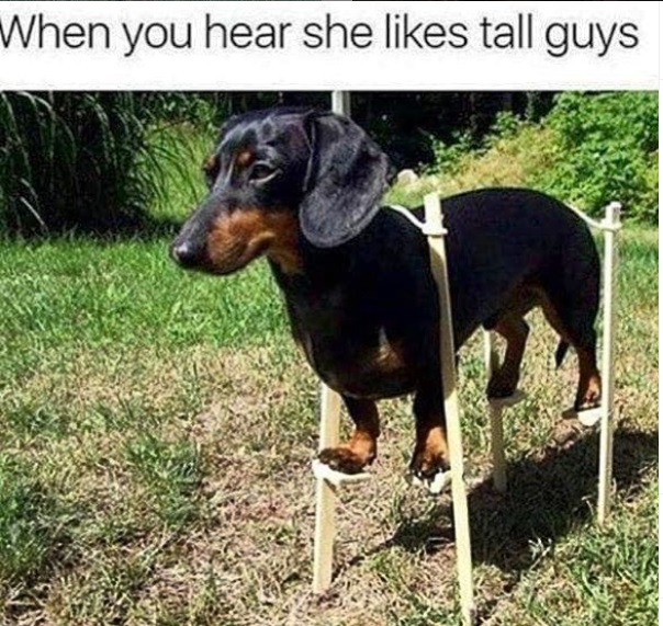 Funny Dachshund Memes That Will Make You Laugh Petpress | SexiezPicz ...