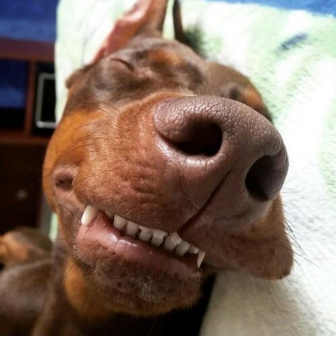 14 Funny Doberman Pinschers That Will Make Your Day! | Page 2 of 3