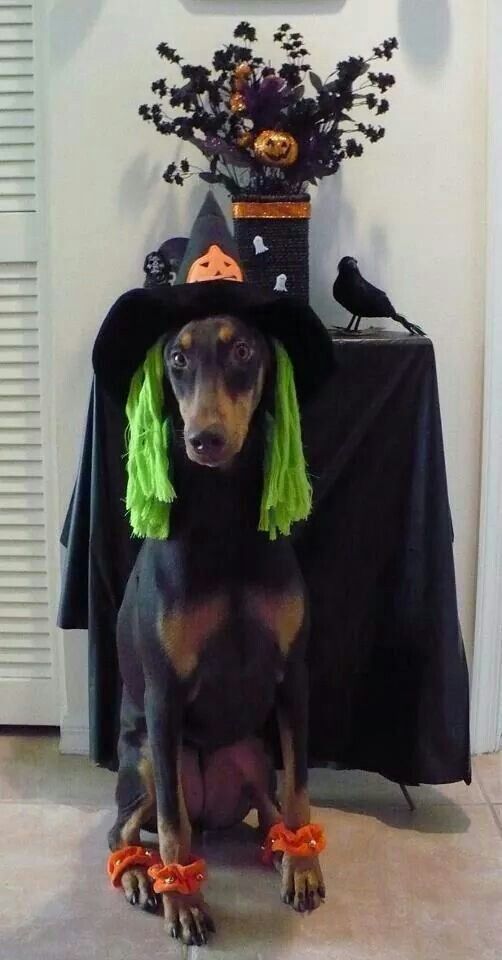 14 Amazing Halloween Costumes For Doberman Pinschers PetPress