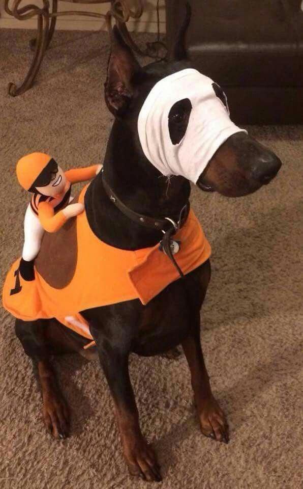 where-to-get-dog-halloween-costumes-senger-s-blog